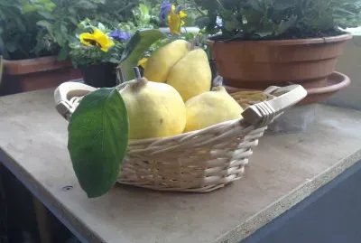 cestino di mele cotogne