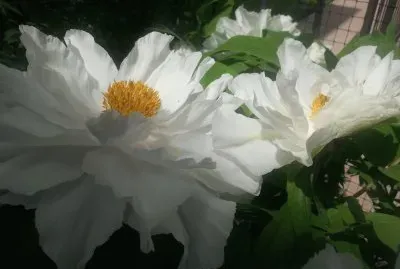 peonia Renkaku