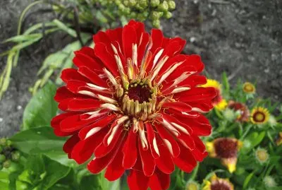 zinnia