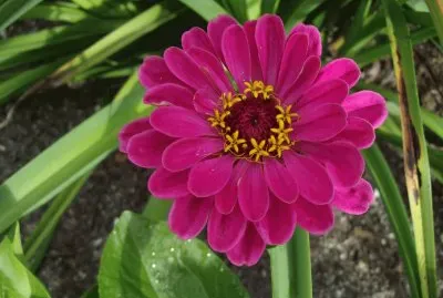 פאזל של zinnia