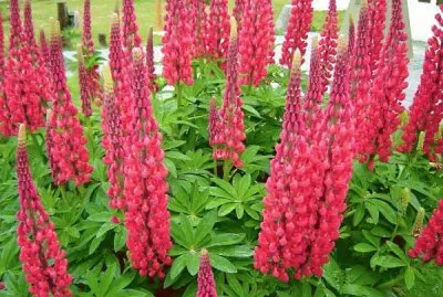 Lupinos en Ushuaia. Tierra del Fuego. Argentina