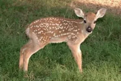 פאזל של BAMBI.