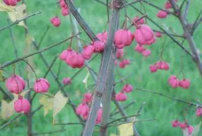 FUSAIN jigsaw puzzle