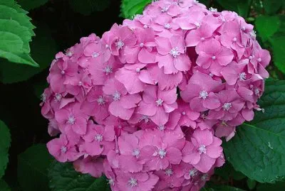 Hortensia