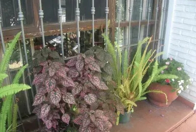 ventana con flores