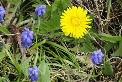 פאזל של Fleurs