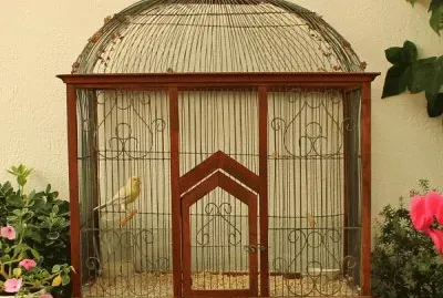 canario jigsaw puzzle