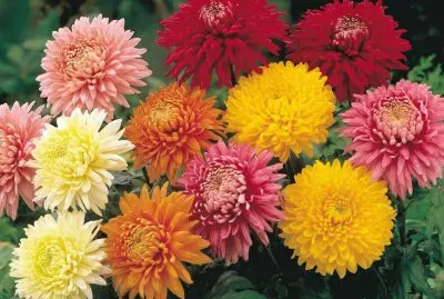 פאזל של Colorida