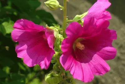 Hollyhock