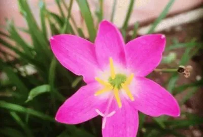 Flor do meu jardim