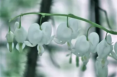 dicentra spectabilis alba
