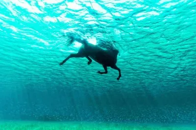 Cavalo nadando