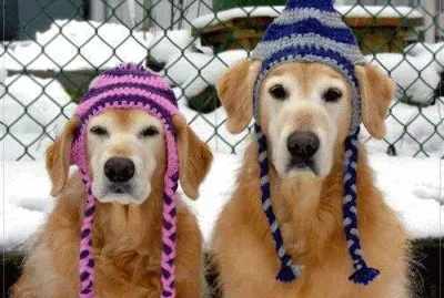 פאזל של curiositÃ 