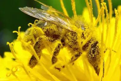 Insecte jigsaw puzzle