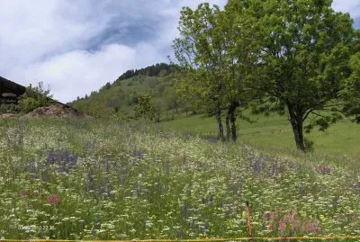 Fleurs des Alpes (Fr)