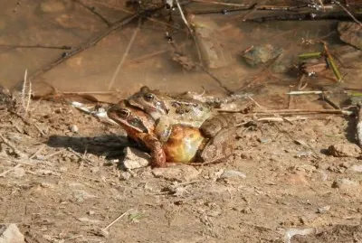 Frogs (Bel)