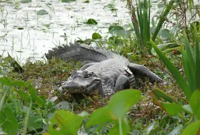 Esteros del IberÃ¡. Corrientes. Argentina