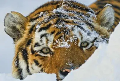פאזל של Tiger