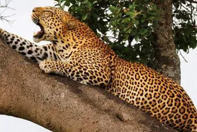 פאזל של Panter