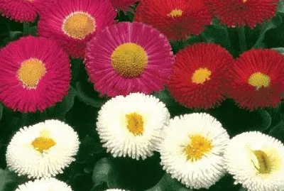 פאזל של bellis