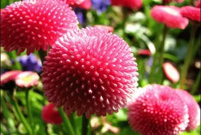 פאזל של bellis