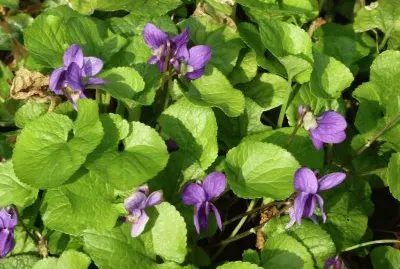 Violets, Cornwall
