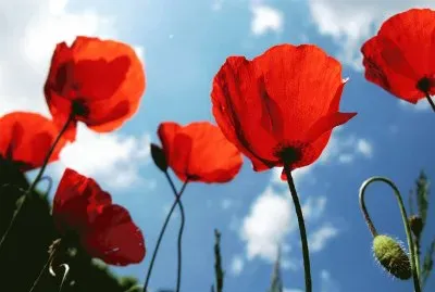 papaveri jigsaw puzzle