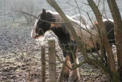 Horses in winter (Bel)