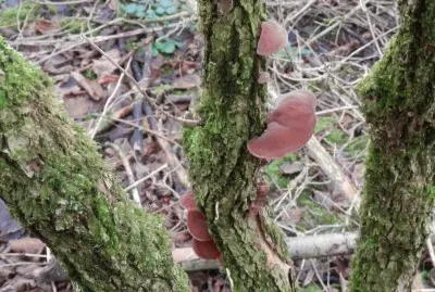 Oreilles de Judas (Belg)