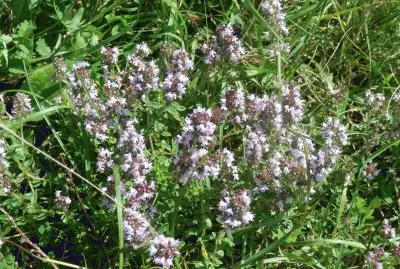 פאזל של Wild oregano (Belg)