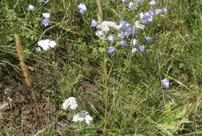 פאזל של Fleurs des champs