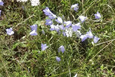 פאזל של fleurs des champs (Bel)