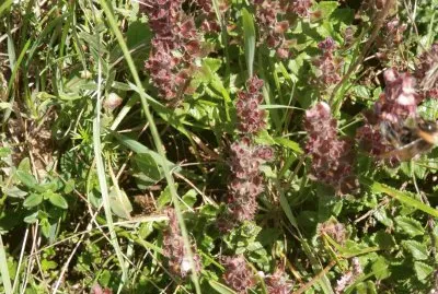 פאזל של Orobanche (Belg)