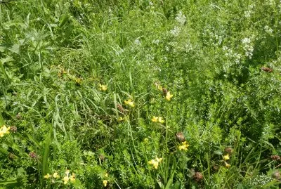 פאזל של fleurs d 'Ã©tÃ© (Belg)