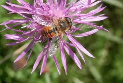 Pollen sur centaurÃ©e (Belg)