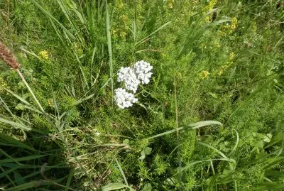 fleurs d 'Ã©tÃ© (Belg)