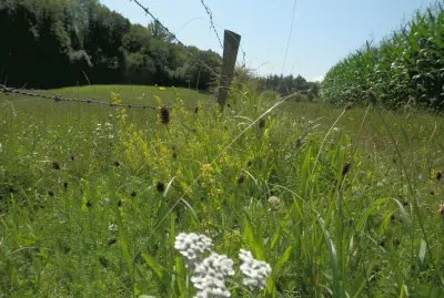 פאזל של summer flowers (Belg)