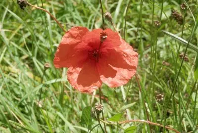 coquelicot (Belg)