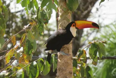 Tucano