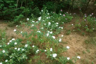 Jasmim branco e lilÃ¡s