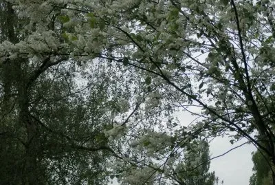 AmÃ©lanchier (Nl)