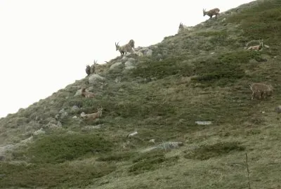 Bouquetins - Alpes (Fr)