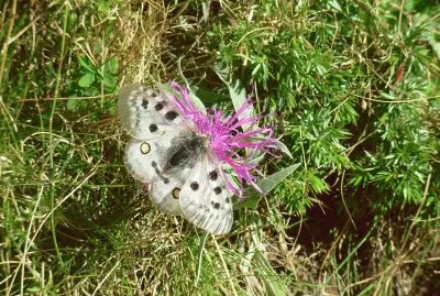 פאזל של Appolon (Alpes-Fr)