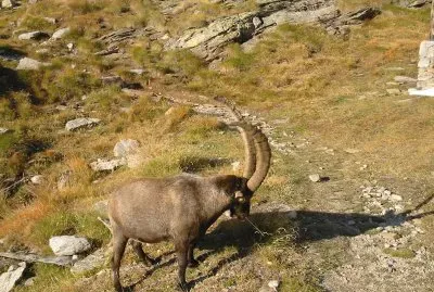 Bouquetin solitaire (It)