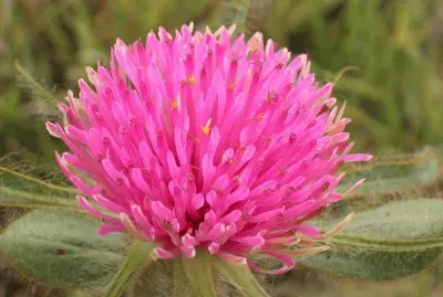 פאזל של gomphrena