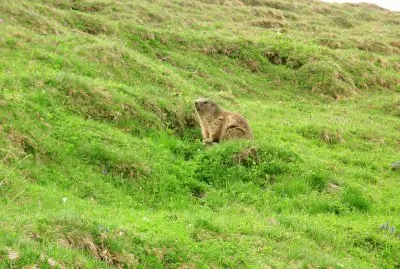Marmotte (Alpes-France)