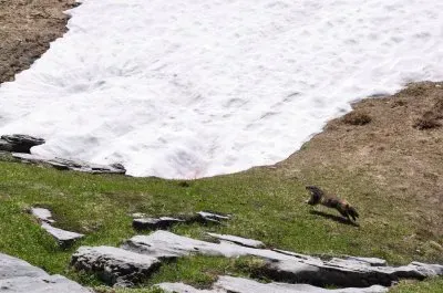 Marmotte (FR) jigsaw puzzle