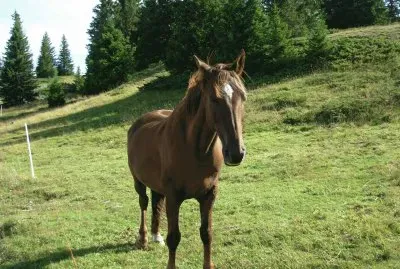 Cheval (Vercors-Fr) jigsaw puzzle