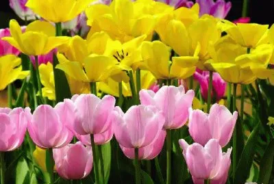 tulip