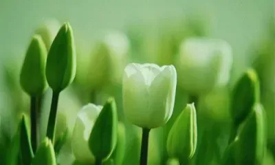 tulip